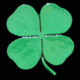 clover